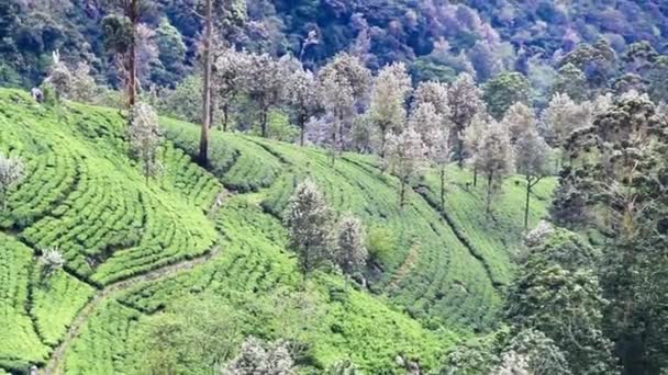 Прекрасна доглянута плантація чаю на Цейлоні. — стокове відео