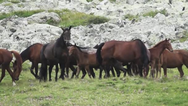 Uma manada de cavalos semi-selvagens no Cáucaso — Vídeo de Stock