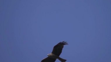 siyah uçurtma (milvus migrans)