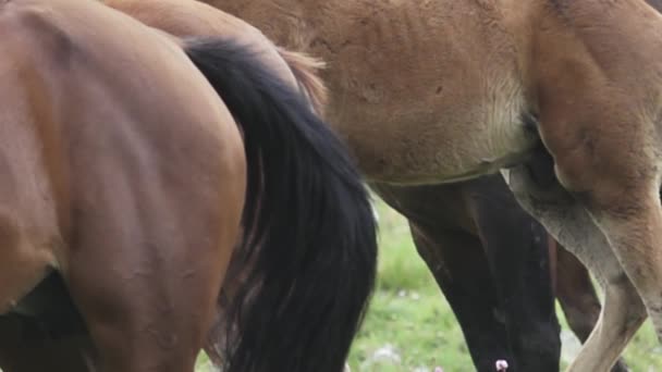 Paardenstaart werkt (zweep aan de zijkanten) als afstoter — Stockvideo