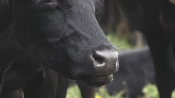 Κοντινό πλάνο του προσώπου μιας μαύρης αγελάδας που μασάει — Αρχείο Βίντεο