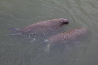 İki Atlantik mors balığı Odobenus rosmarus rosmarus sığ sularda, beline kadar Barents Denizi 'nin sularında.