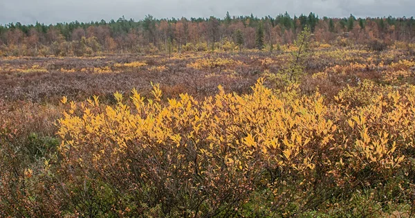 Herbstwald Seenland Und Moor Der Taiga Polarweide Salix Skandinavien Lappland — Stockfoto