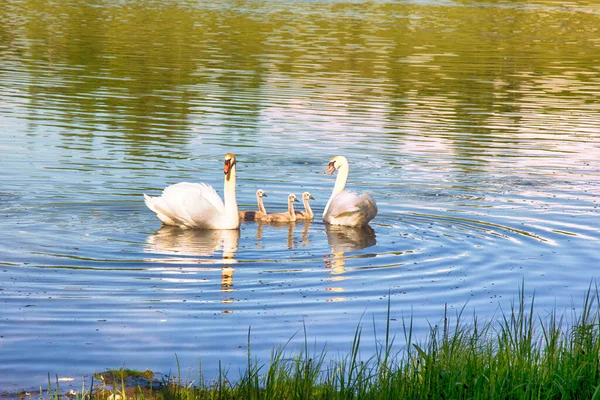 Pair Mute Swans Cygnus Olor Downy Chicks Ugly Ducklings Lake — Stock Photo, Image