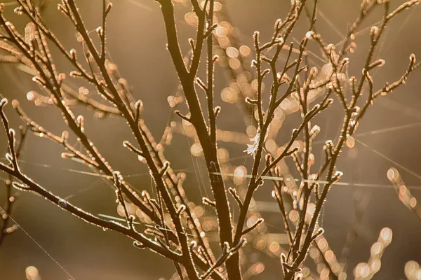 För Jordväktare Fenologi Sen Höst Morgonfrost Barrträd Täckta Med Frost Royaltyfria Stockbilder
