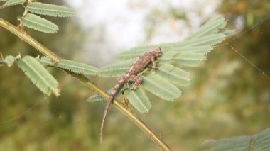 Gri renkli bir Toki Gecko (Gekko gecko) pusuda bekliyor