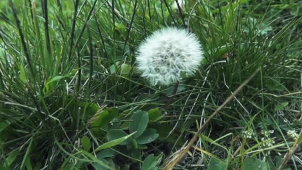 Kaukasiska maskros. frön av achen i korg (fröskida) blåses bort av en vindpust — Stockvideo