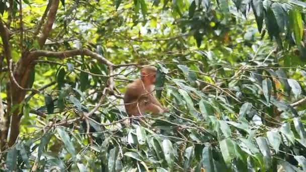 Young monkey on a tree. — Stock Video