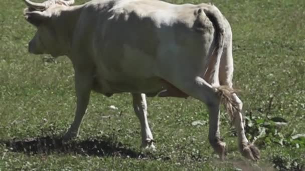 Mucca che salta. Una mucca bianca galoppa attraverso il prato — Video Stock