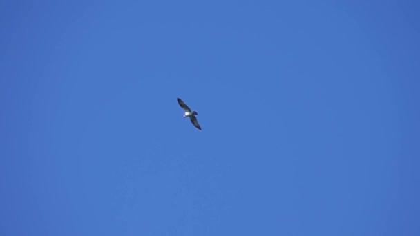 Águia-dos-peixes-voadores - Ospreia — Vídeo de Stock