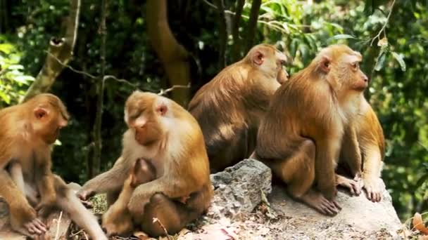 Macaco-de-cauda-de-porco — Vídeo de Stock