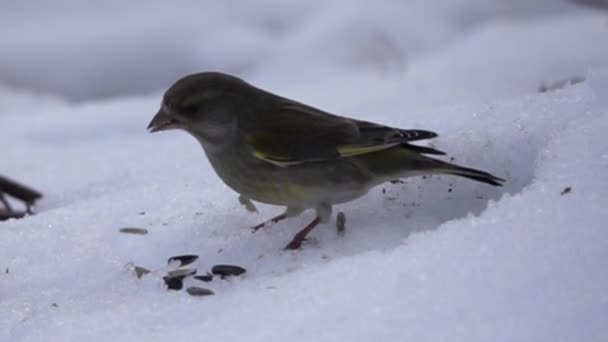 Alimentação de inverno de pássaros — Vídeo de Stock