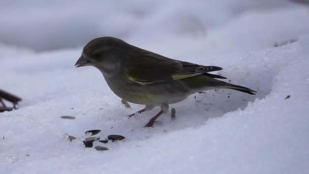 Winterfütterung der Vögel — Stockvideo