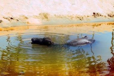 Siyah bufalo suyu sever ve geviş getirir. Kerala. Hindistan