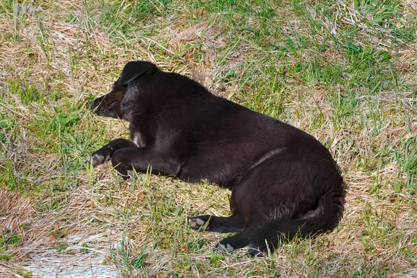 Black Mongrel Dog Sleeping Spring Green Grass Warm Sun — Stock Photo, Image