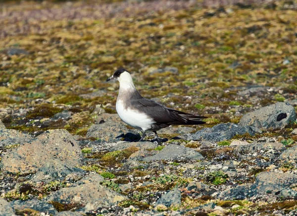 北极臭鼬 Stercorarius Parasiticus 是北极鸟类的真正掠食者和劫掠者 成年光变形 Franz Joseph Land — 图库照片