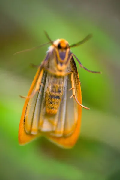 Yellow Moth Zero Gravity Macro — Stock Photo, Image