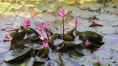 Nil suyu Lily (Nymphaea lotusu)