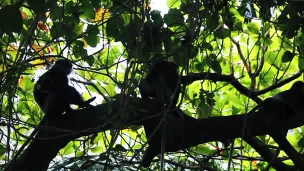 Makákó majmok pihenés — Stock videók