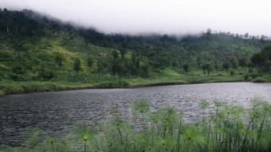 Cyperus infloresans panikledi