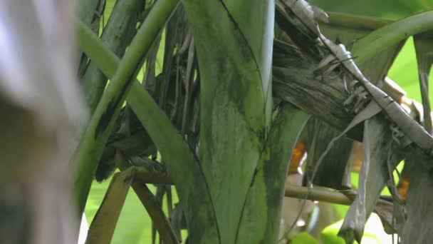 Bébés et chouettes à bec jaune — Video