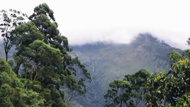 Forêt de montagne sempervirente humide — Video