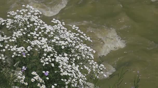 Gordijn van de zomer bloemen over de rivier klif — Stockvideo