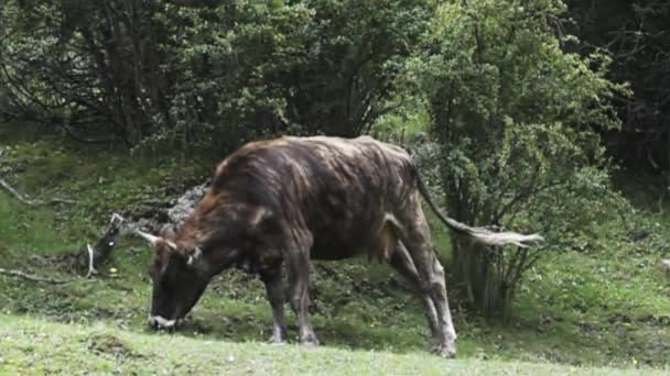 ハイエナ色の牛 — ストック動画