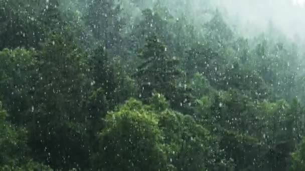 Lluvia torrencial sobre el bosque de montaña — Vídeos de Stock