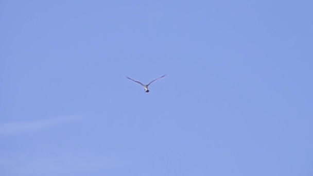 Águila pescadora - águila pescadora arrastra un pez — Vídeos de Stock