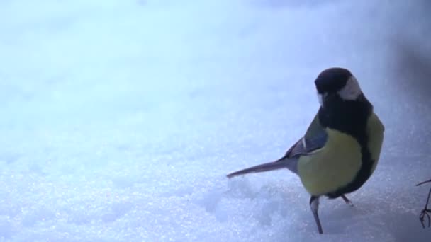 Alimentação de inverno de pássaros — Vídeo de Stock
