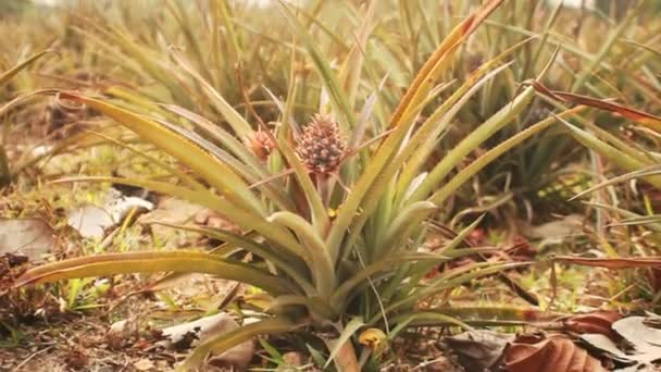 En av de sorter av ananas, blomstÃ ¤llning — Stockvideo