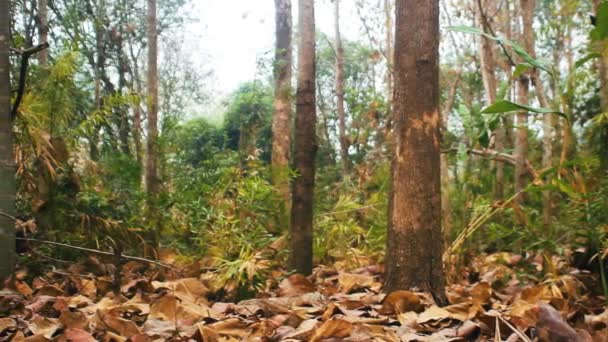 冬季热带山地森林 — 图库视频影像