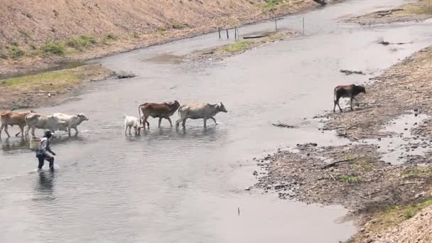 Flock av zubu boskap korsar grunt berg flod — Stockvideo