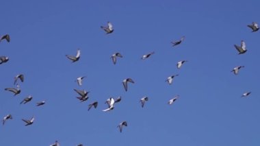 Mavi gökyüzünde uçan güvercin sürüsü