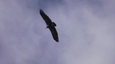 Kara Akbaba (Aegypius monachus) planları