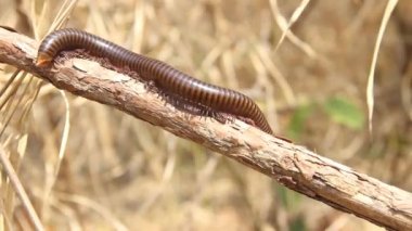 Tayland 'ın kıyı yağmur ormanlarından kırkayak