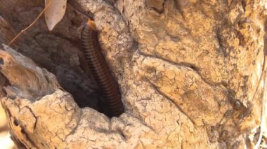 Tayland 'ın kıyı yağmur ormanlarından kırkayak