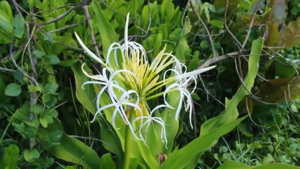 Bombilla de veneno gigante Crinum Lily flor — Vídeo de stock