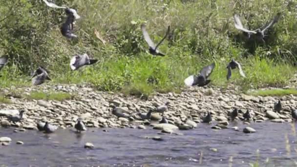 Palomas azules vinieron a beber en el arroyo de la montaña — Vídeos de Stock