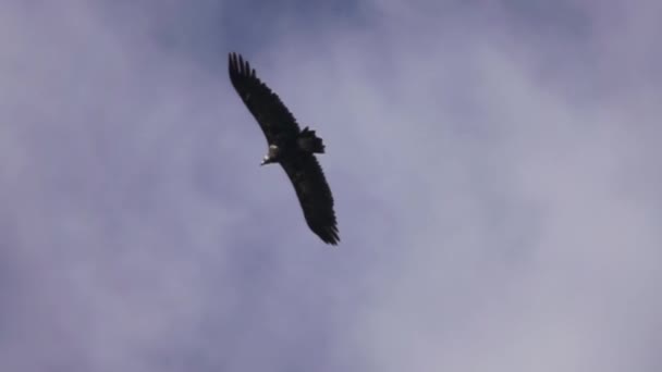 Black vulture (Aegypius monachus) планує — стокове відео