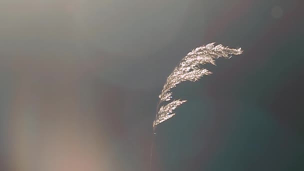 La panícula de gramo rocío brilla a la luz del sol — Vídeo de stock