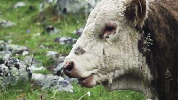 Chewing bull (bull's head). — Stock Video