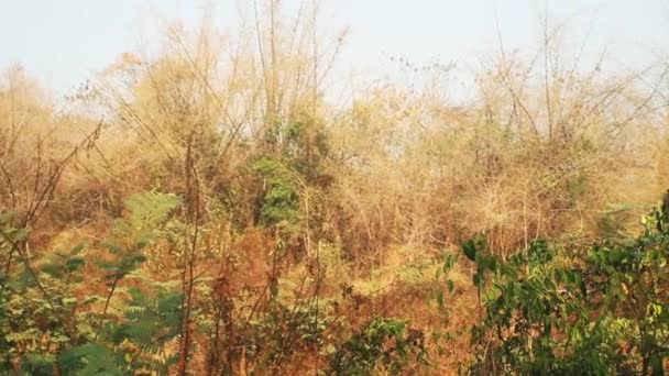 旱季丛林中热带刺灌木 — 图库视频影像