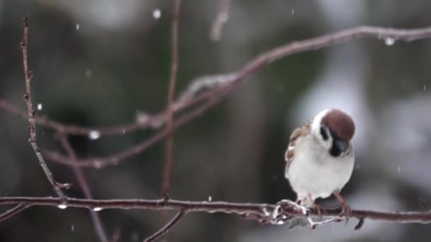 나뭇가지에 앉아 있는 참새의 모습 — 비디오