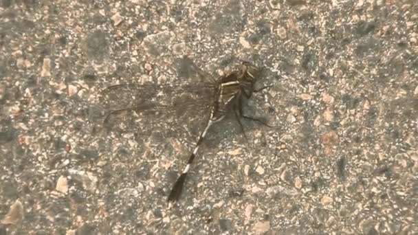 Atropelado por uma libélula tropical — Vídeo de Stock