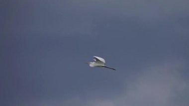 Mavi gökyüzü arka planında uçan balıkçıl