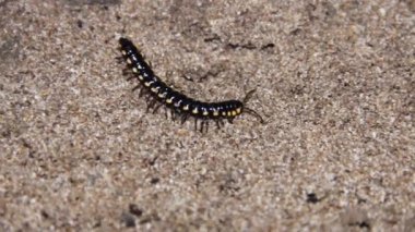 Siyah-sarı Kırkayak. Muhtemelen Ortomorfa.