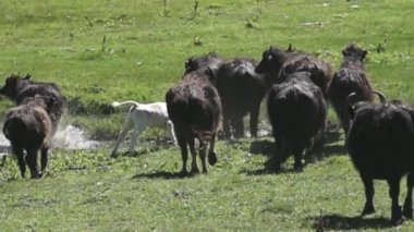 Kürklü bir Asya dağ bufalosu sürüsü panik içinde nehri koşarak geçiyor. Kara hayvanların arasında bir albino yavrusu var.