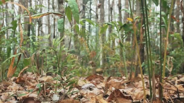 Floresta tropical de montanha no inverno — Vídeo de Stock